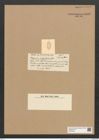 Plagiogramma margaritacum Grev. (de-Toni-Nr.: Genus 83, Species 2904) Zeichnungen Sammlung Grunow Nr. 5895 (NHMW-BOT-W0374350)